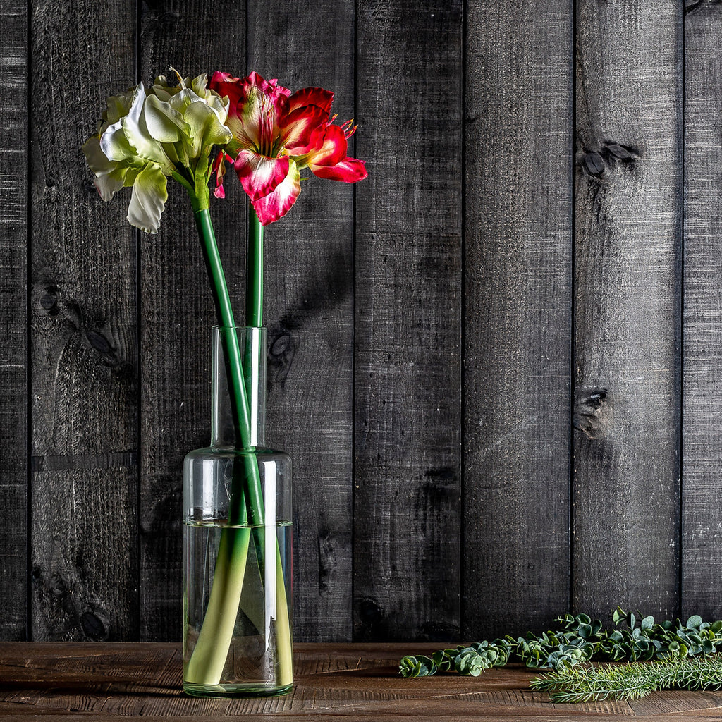 FLOR AMARYLLIS