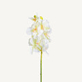 FLOR AZAHAR