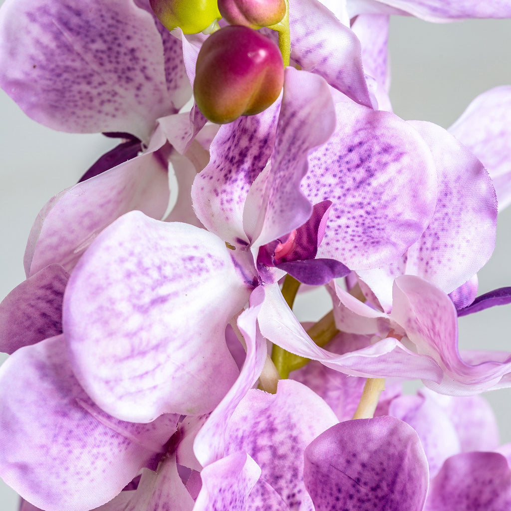 FLOR ORQUÍDEA
