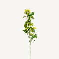 FLOR SOLIDAGO