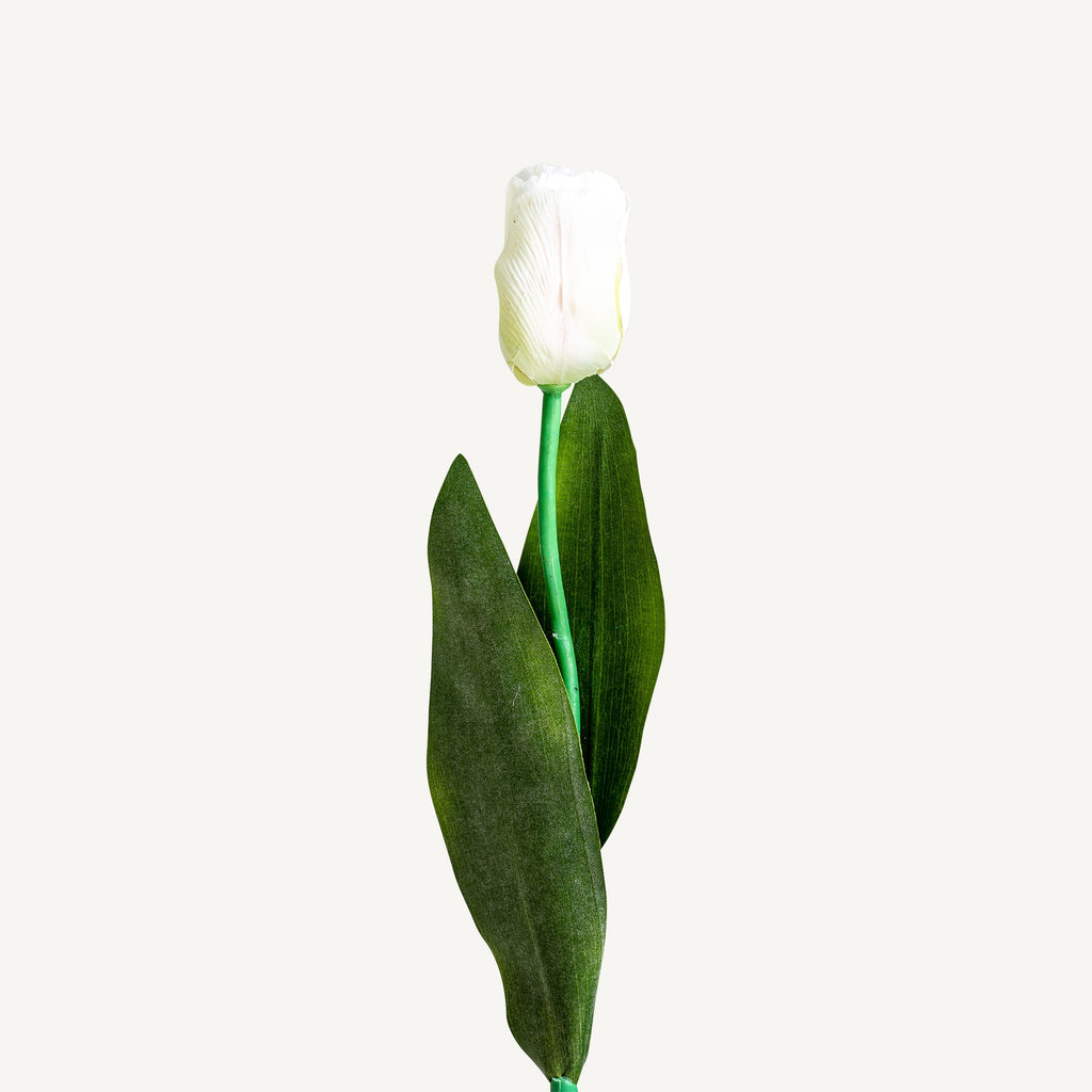 FLOR TULIPAN