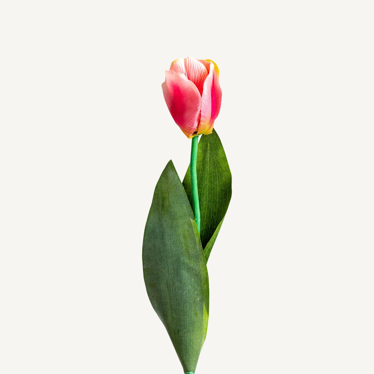 FLOR TULIPAN