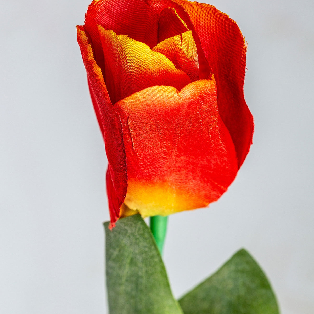 FLOR TULIPAN