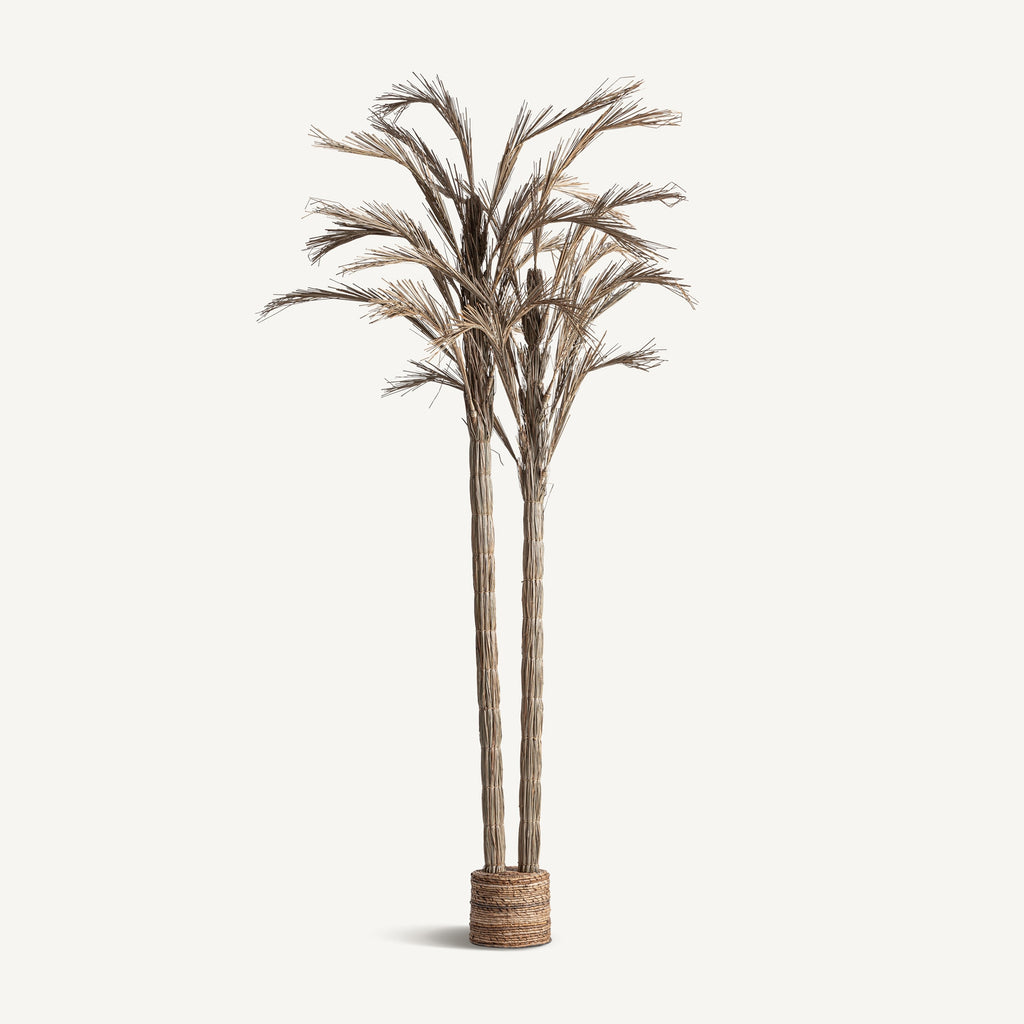 PLANTA ARECA