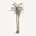 PLANTA ARECA