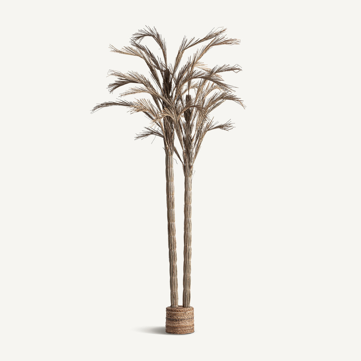 PLANTA ARECA