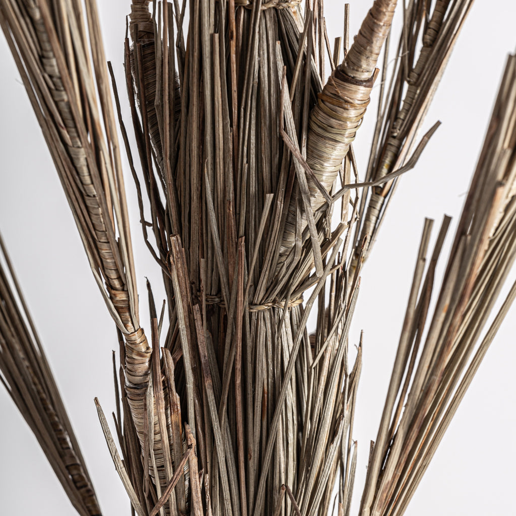 PLANTA ARECA
