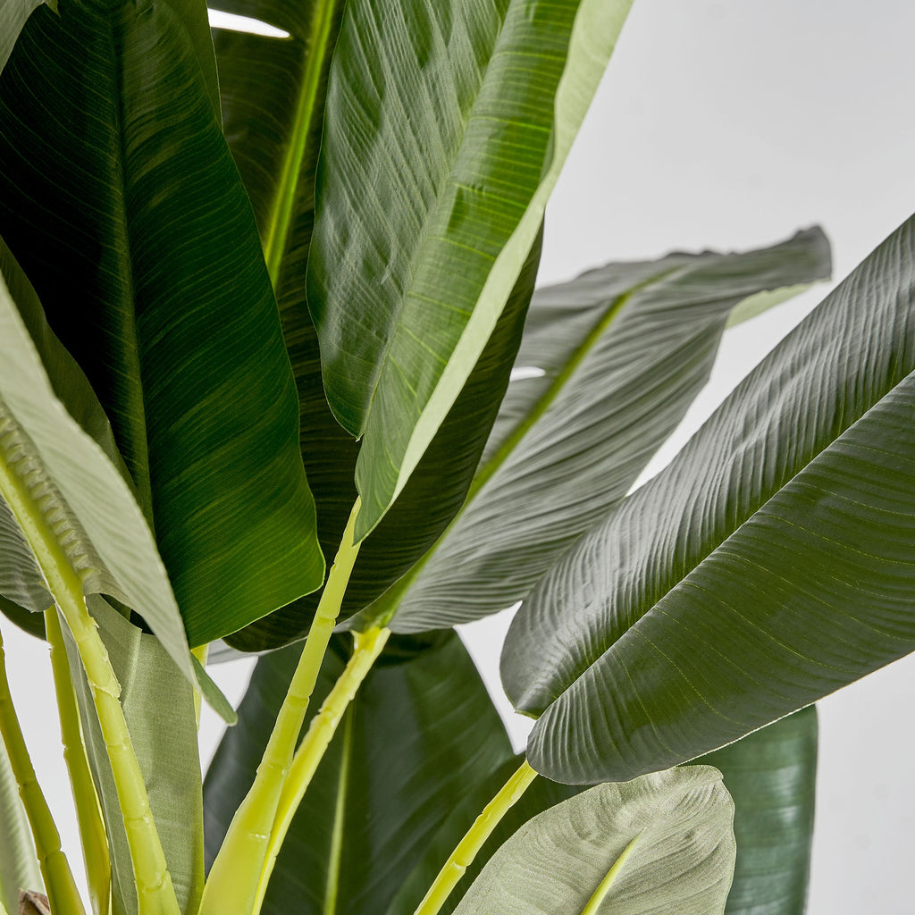 PLANTA BANANERO