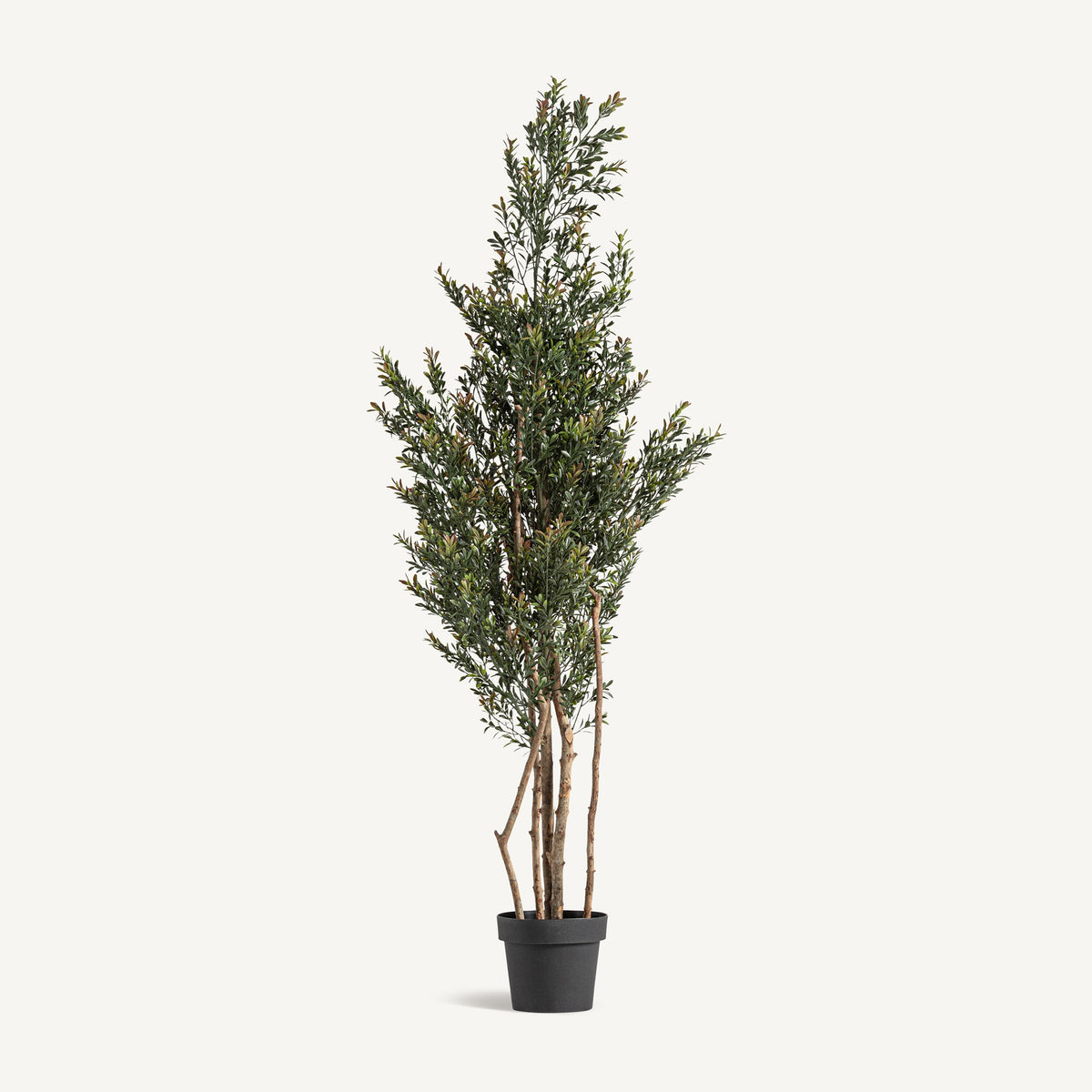 PLANTA BOJ