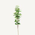 PLANTA FICUS