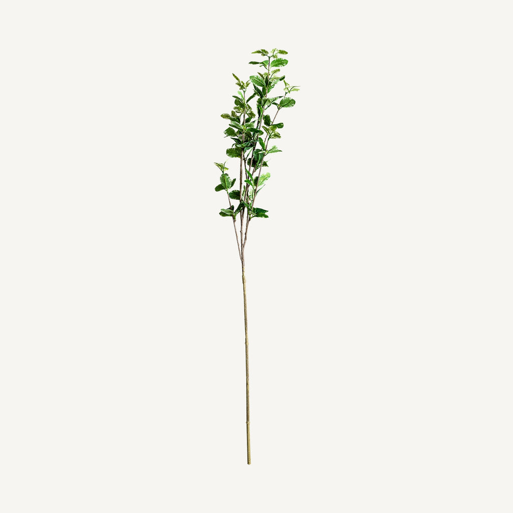 PLANTA FICUS