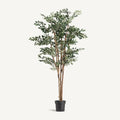 PLANTA FICUS