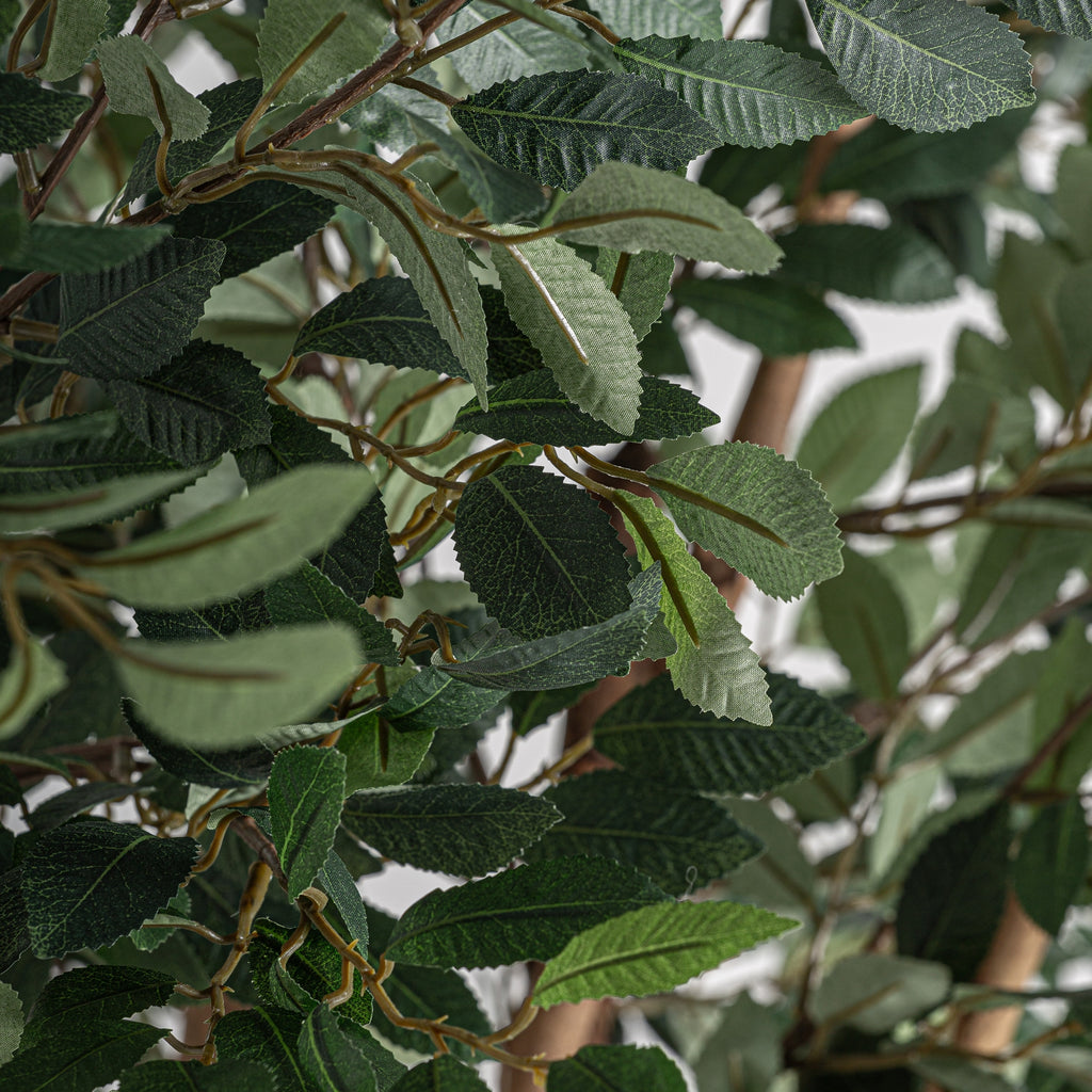 PLANTA FICUS