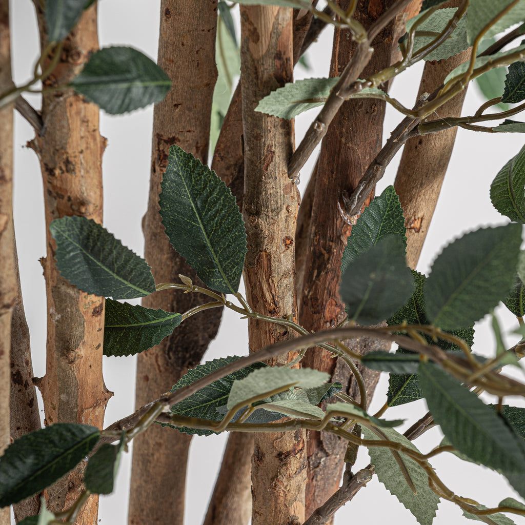 PLANTA FICUS