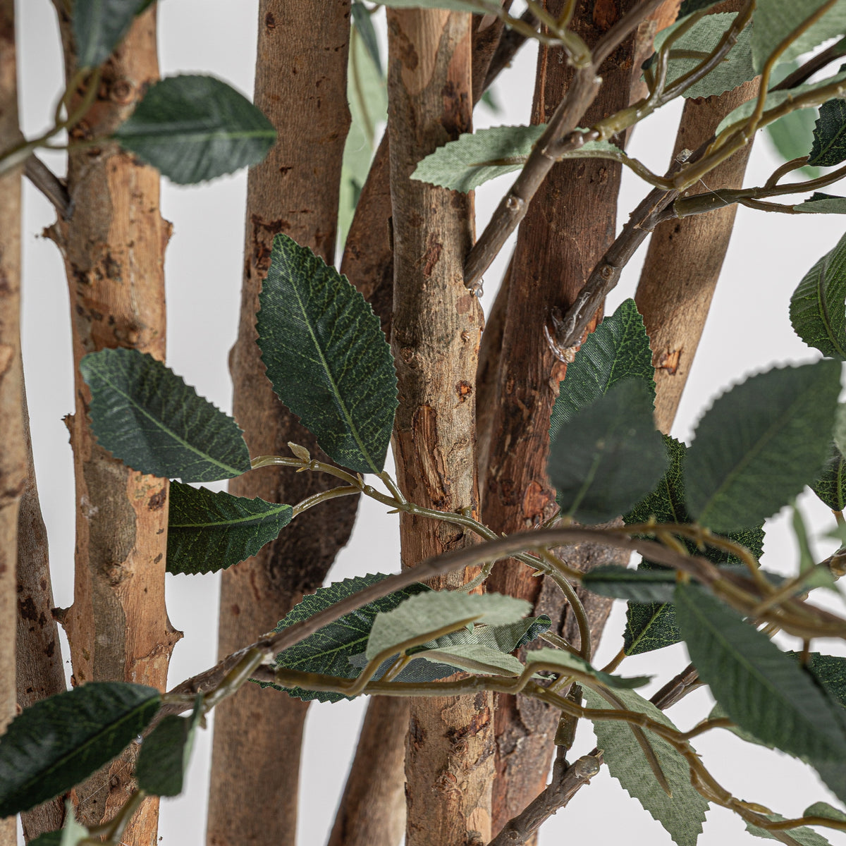 PLANTA FICUS