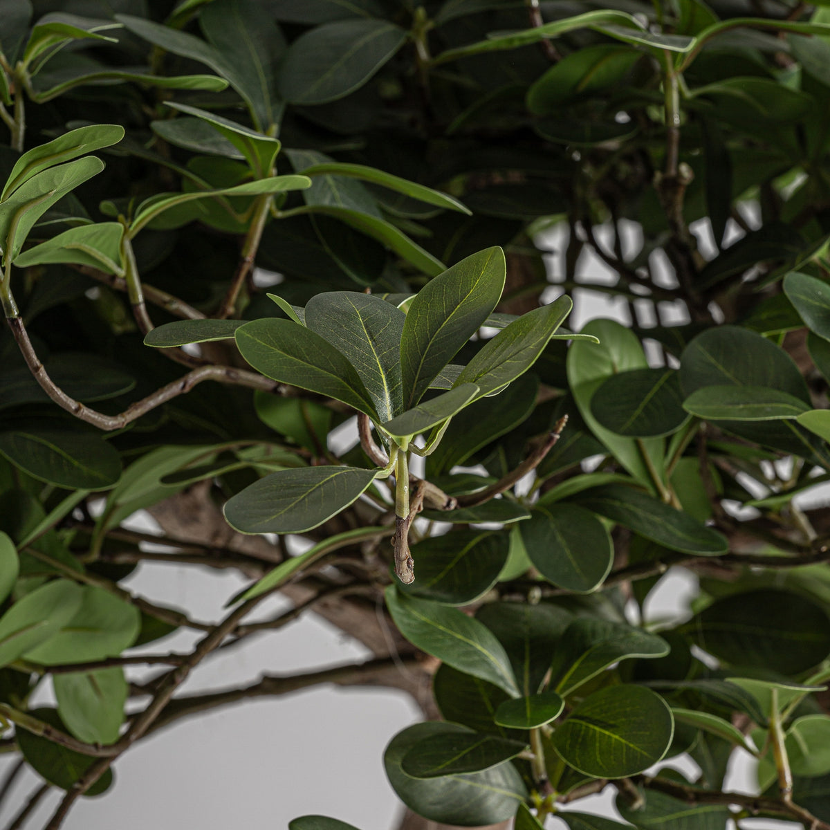 PLANTA FICUS