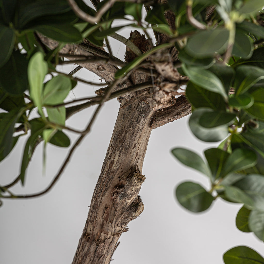 PLANTA FICUS