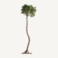 PLANTA FICUS
