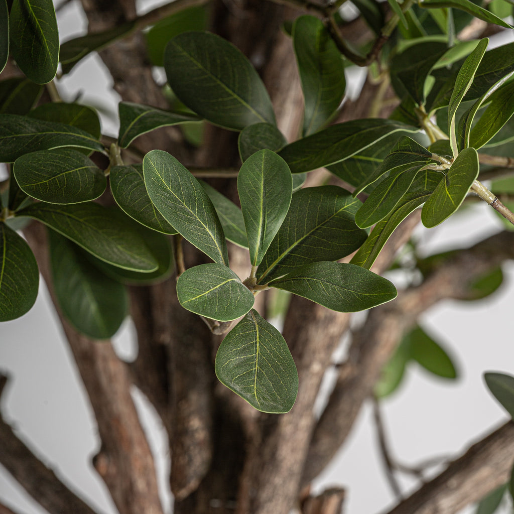 PLANTA FICUS