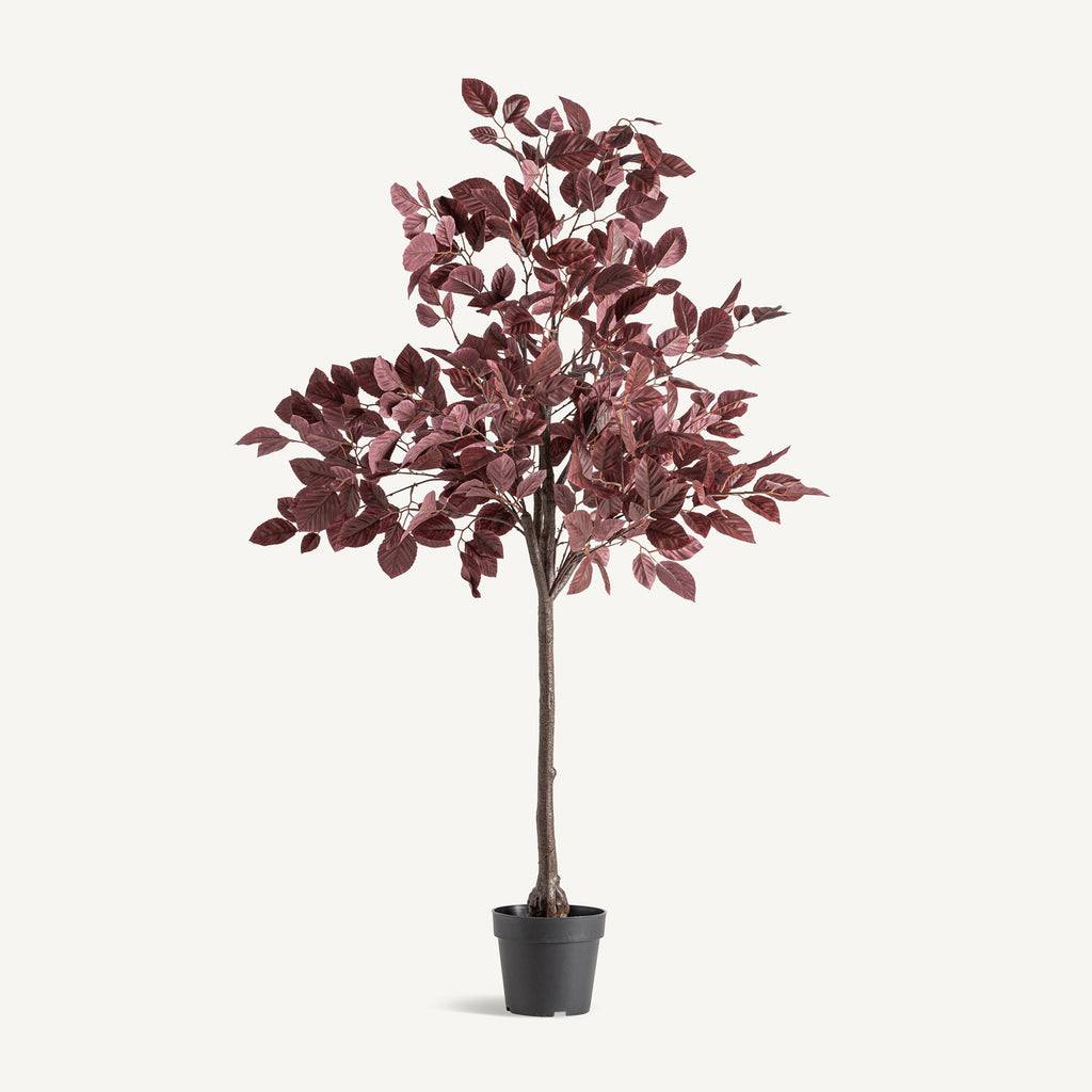 PLANTA HAYA