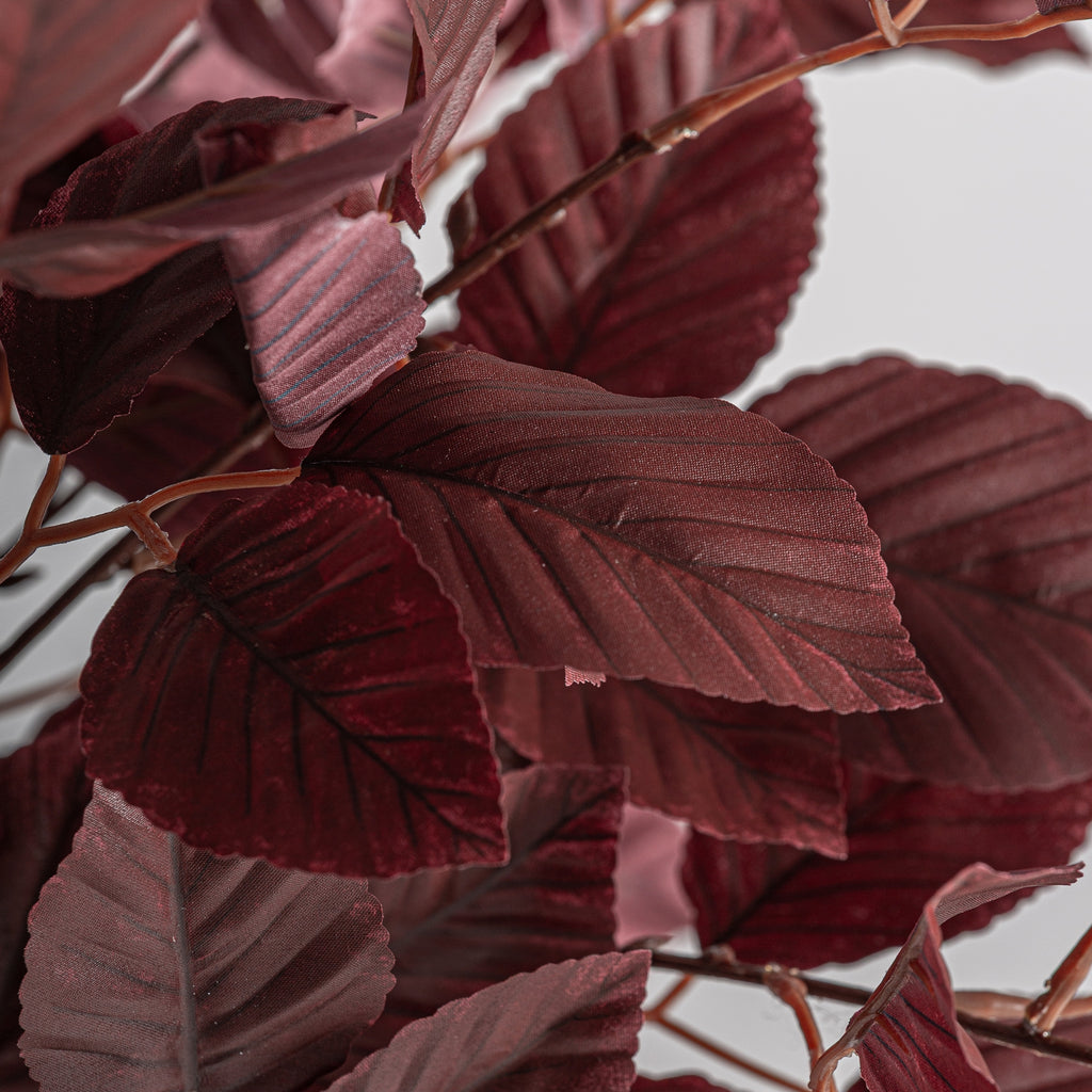 PLANTA HAYA