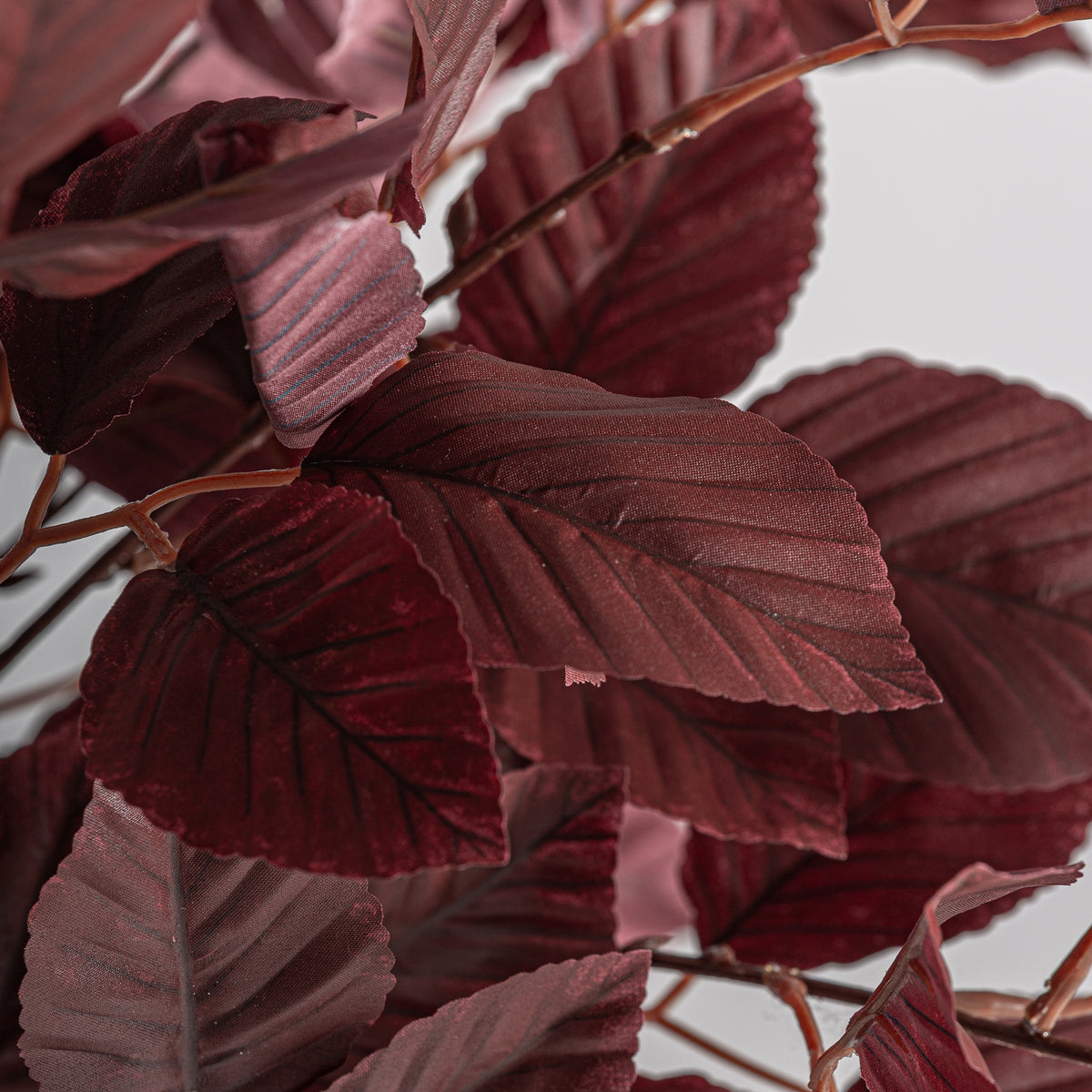 PLANTA HAYA