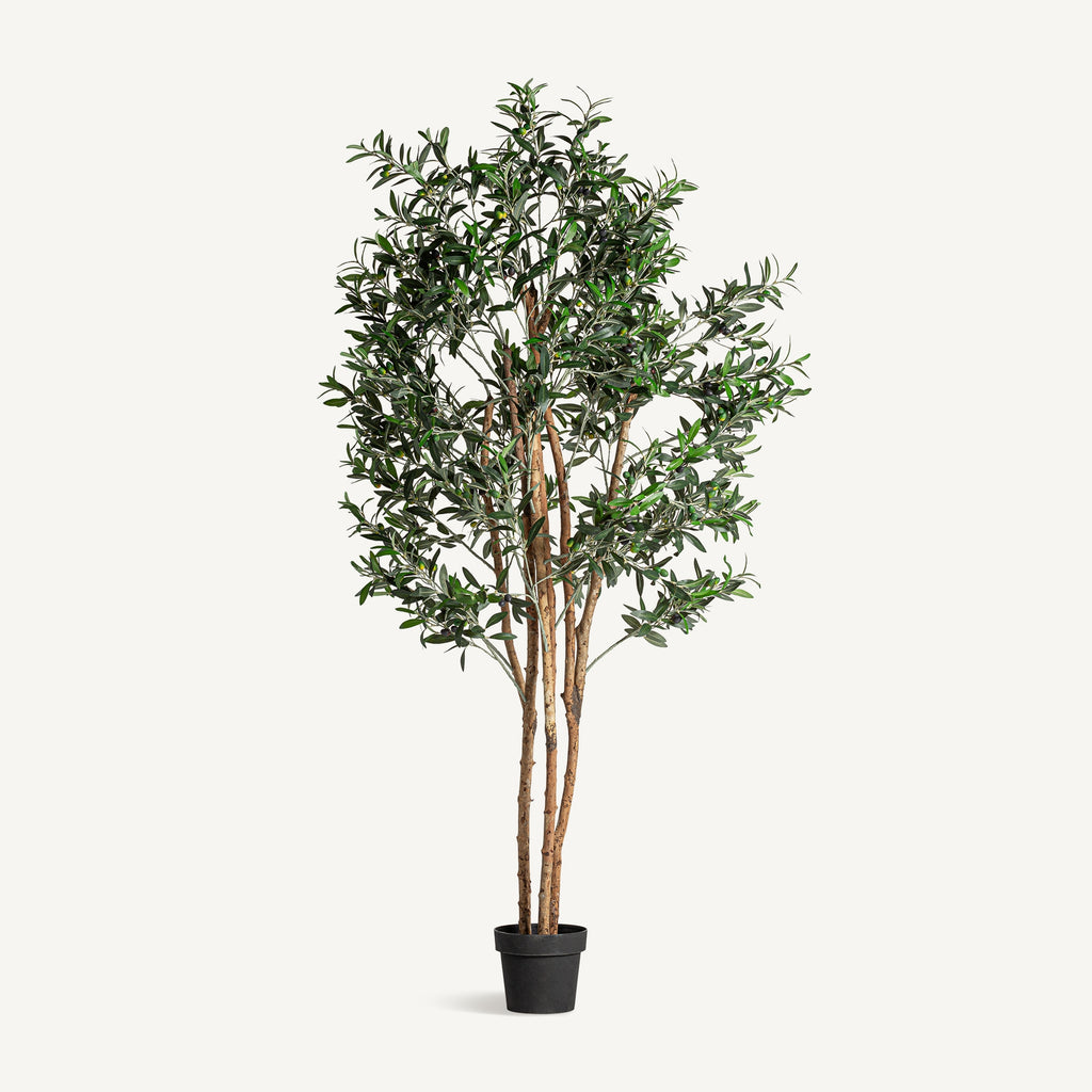 PLANTA OLIVO