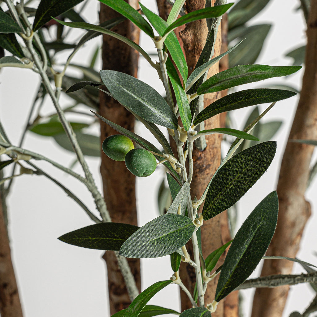 PLANTA OLIVO