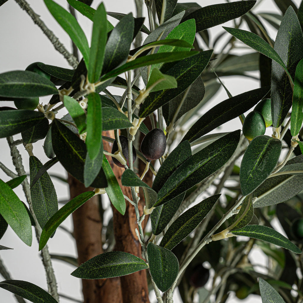 PLANTA OLIVO