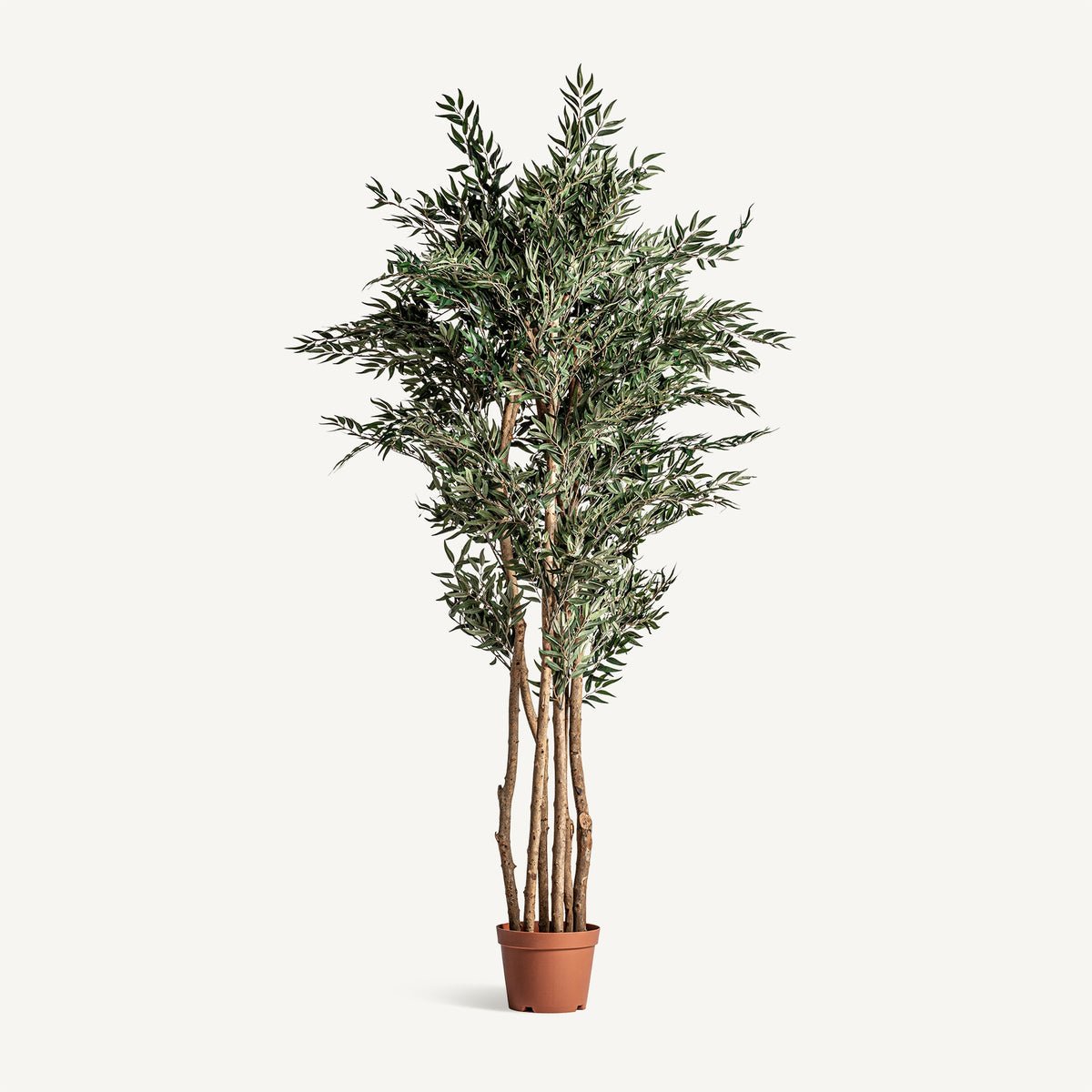 PLANTA OLIVO