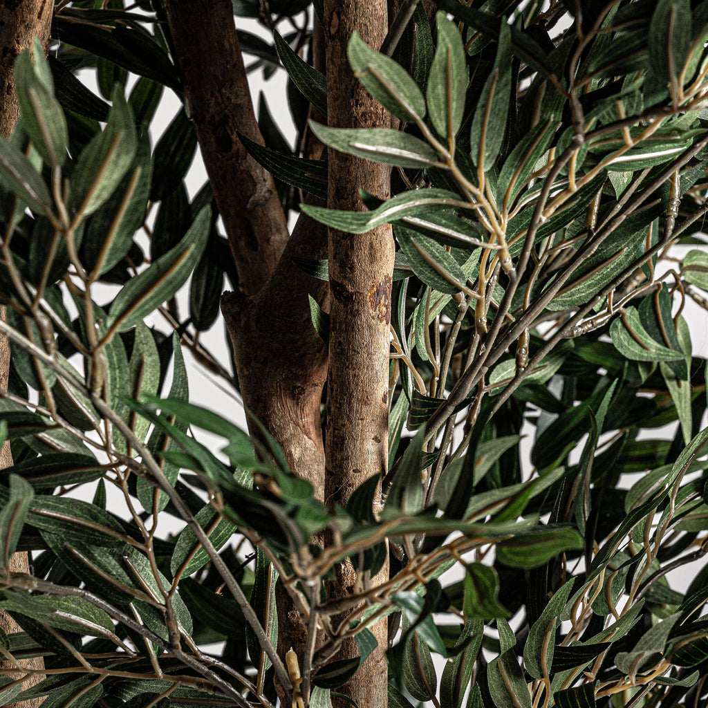 PLANTA OLIVO