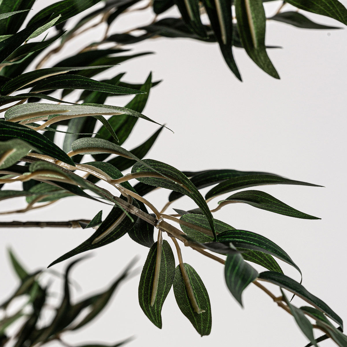 PLANTA OLIVO