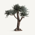 PLANTA OLIVO