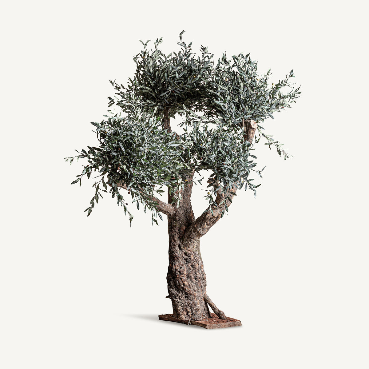 PLANTA OLIVO