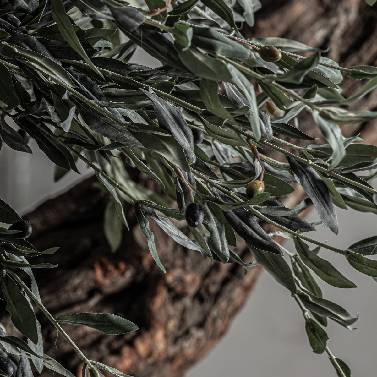 PLANTA OLIVO