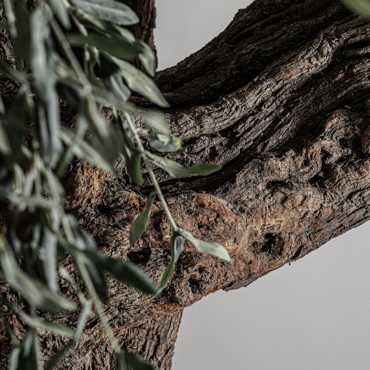 PLANTA OLIVO