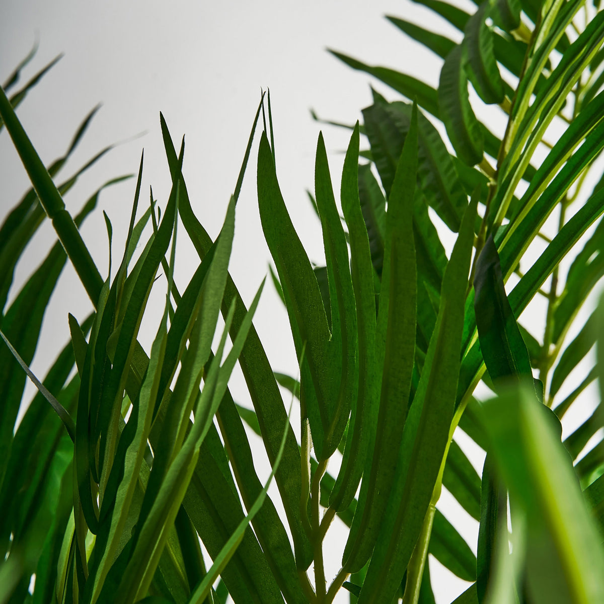 PLANTA PALMERA
