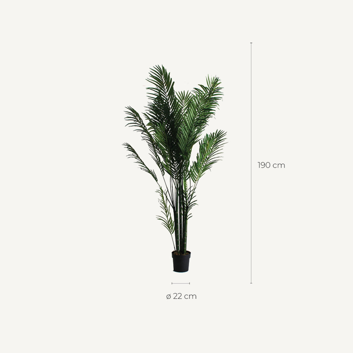 PLANTA PALMERA