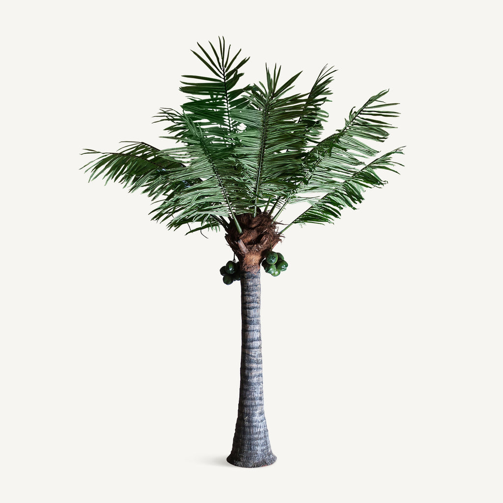 PLANTA PALMERA