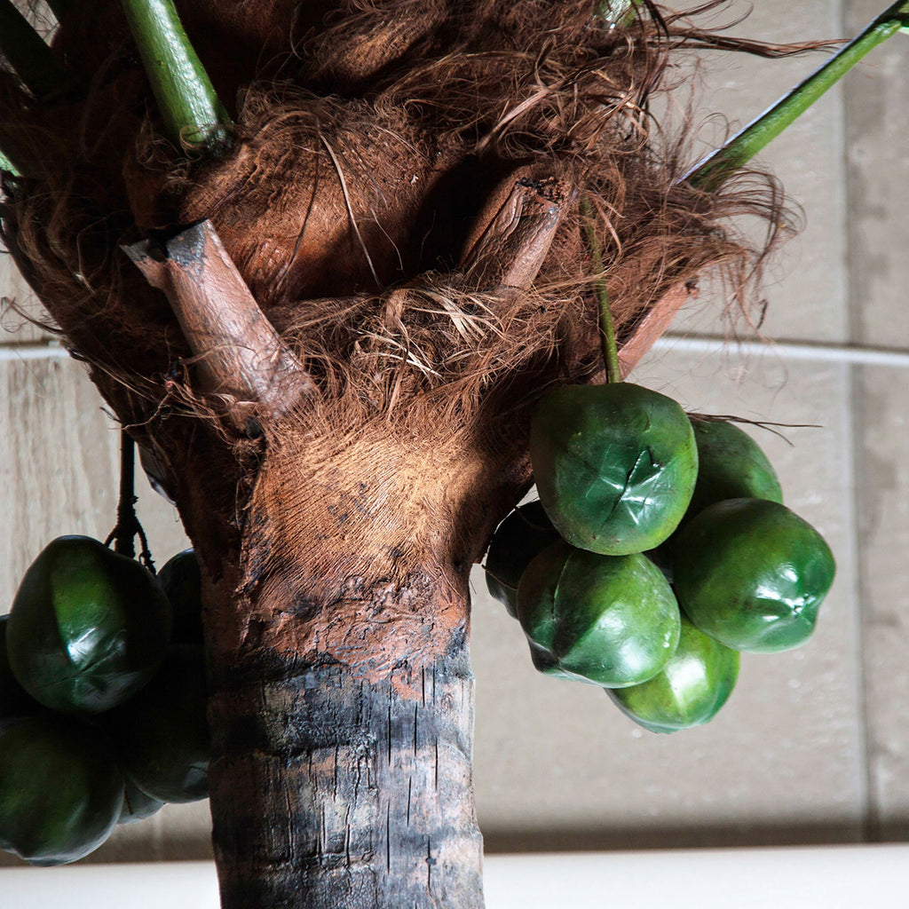 PLANTA PALMERA