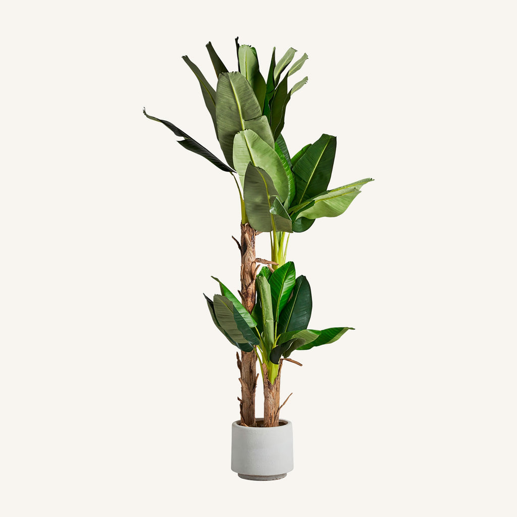 PLANTA PLATANERO