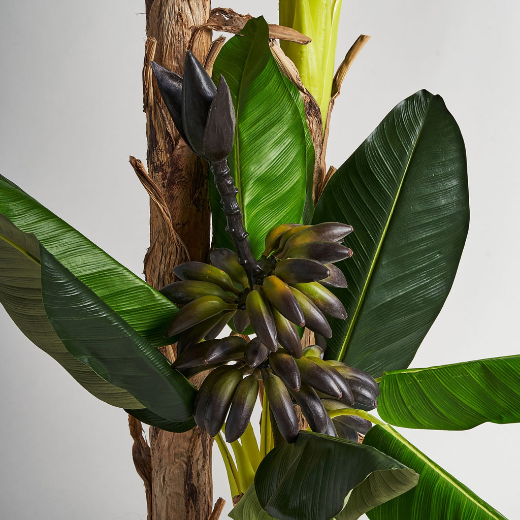 PLANTA PLATANERO