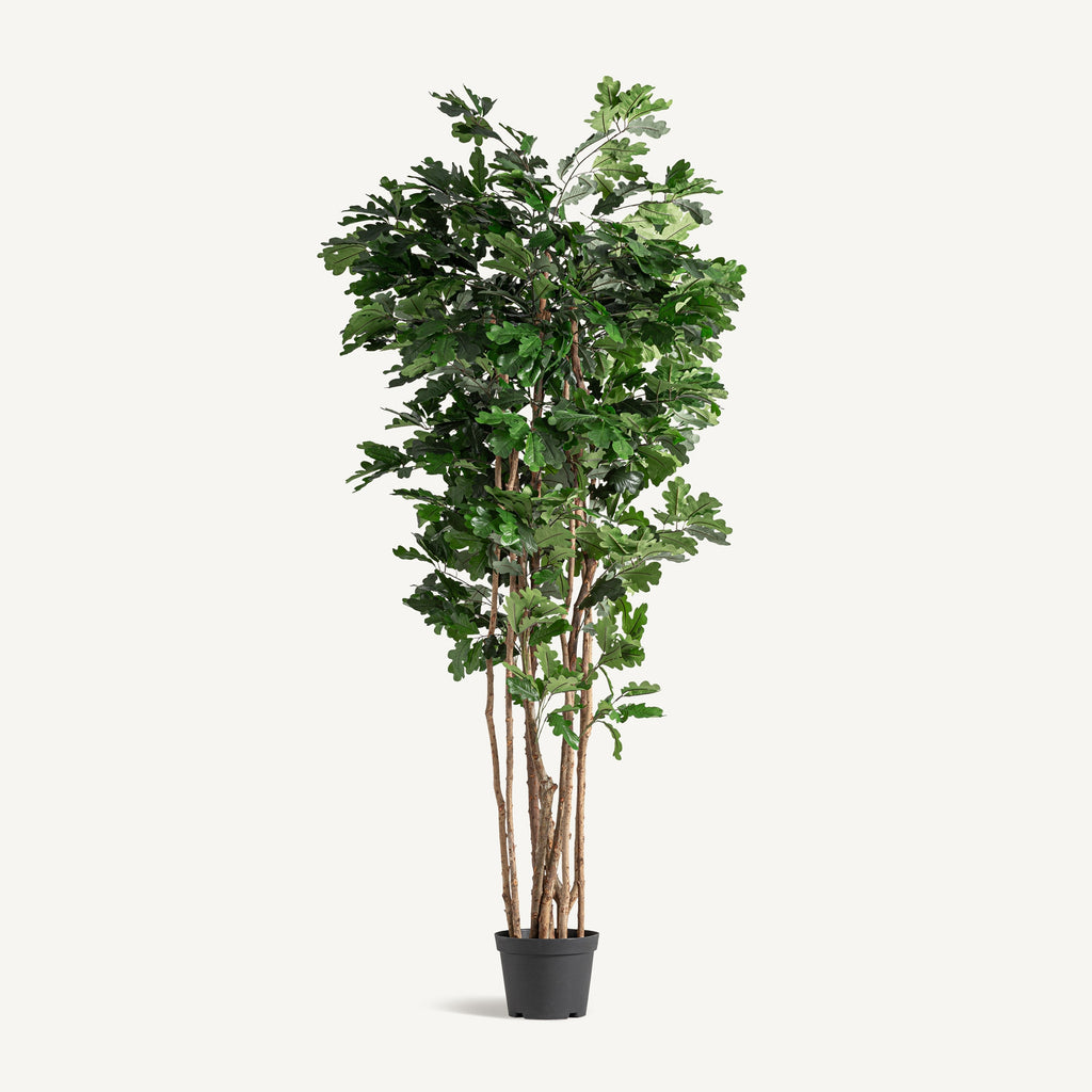 PLANTA ROBLE