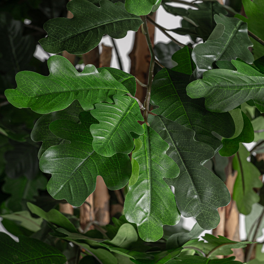 PLANTA ROBLE
