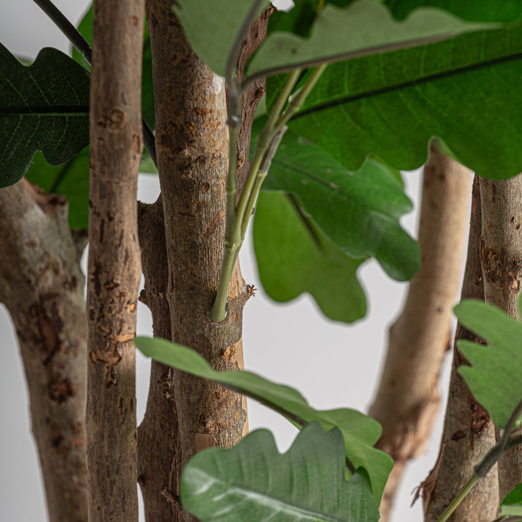 PLANTA ROBLE