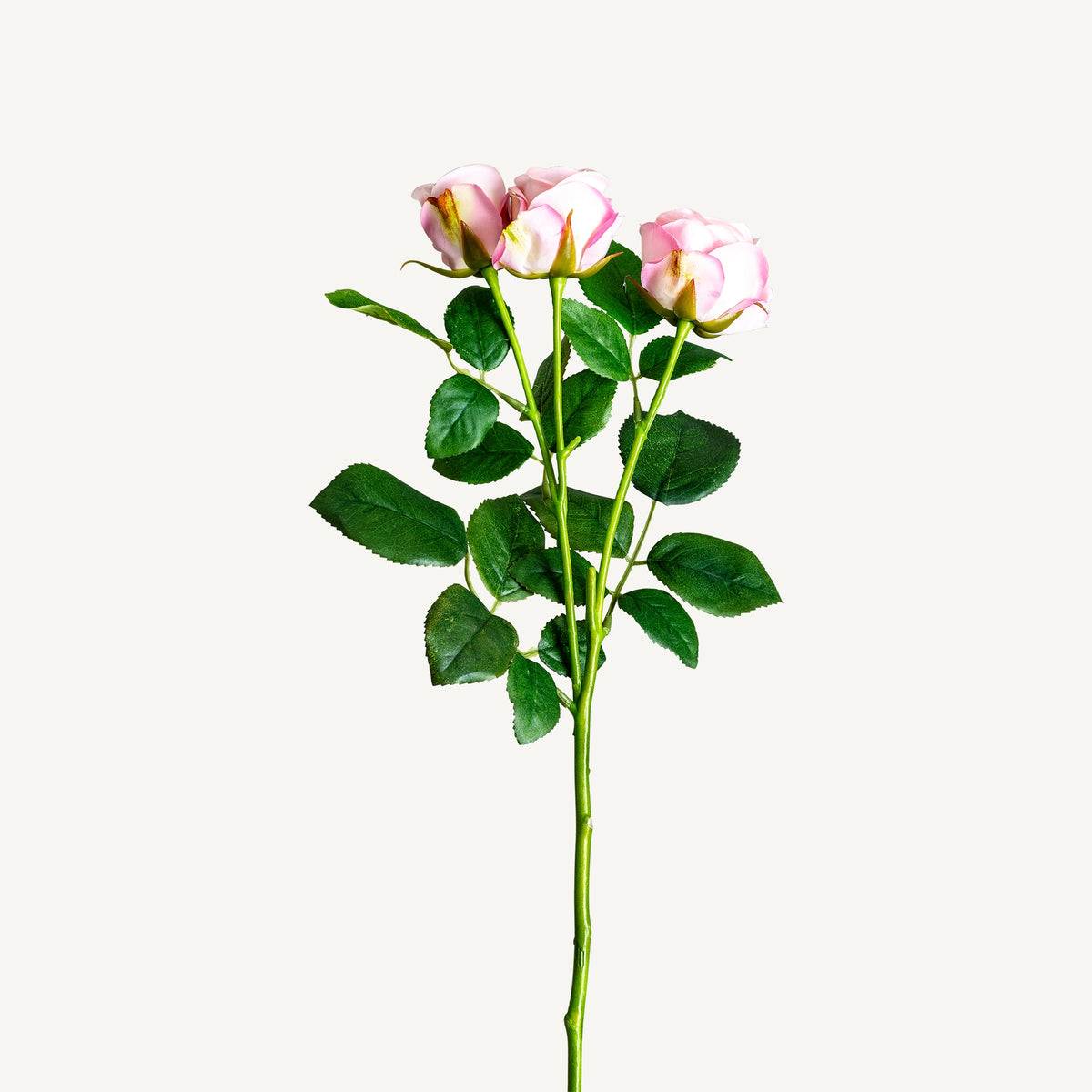 PLANTA ROSAL