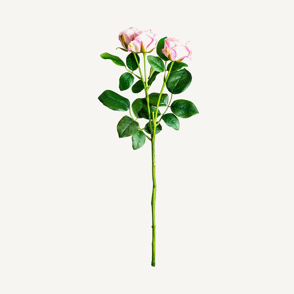 PLANTA ROSAL