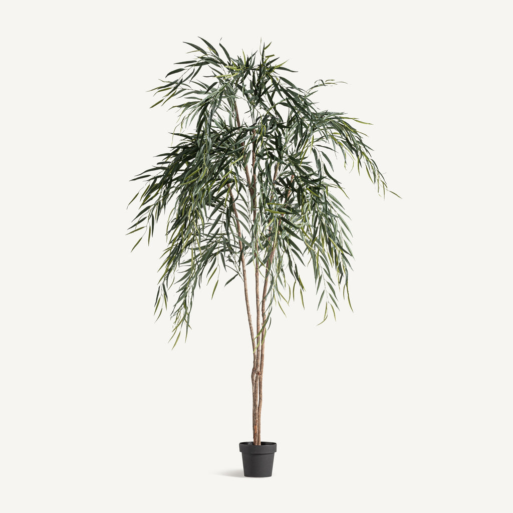 PLANTA SAUCE