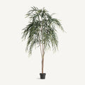 PLANTA SAUCE
