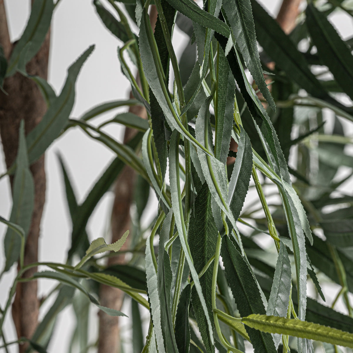 PLANTA SAUCE